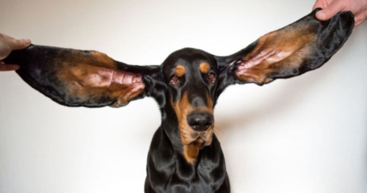 Look: Dog Breaks Record for Having World's Longest Ears