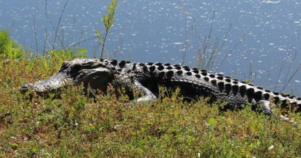 Woman Attacked by Alligator While Walking Dog, Seriously Injured After Creature Drags Her Into Water