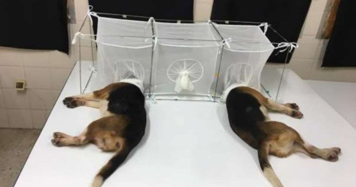 Fauciās NIAID Used Taxpayer Money for Dogs To Be āEaten Aliveā in Cruel Experiment