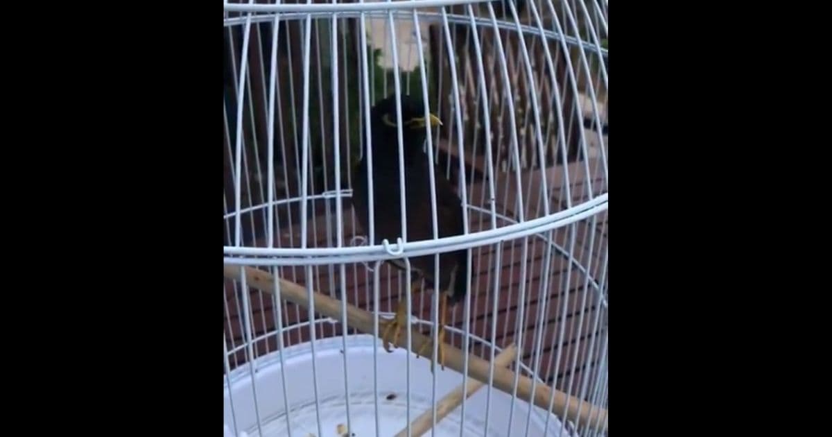 French Diplomat Picks Up Afghan Refugeeās Pet Bird, Now It's Speaking Another Language
