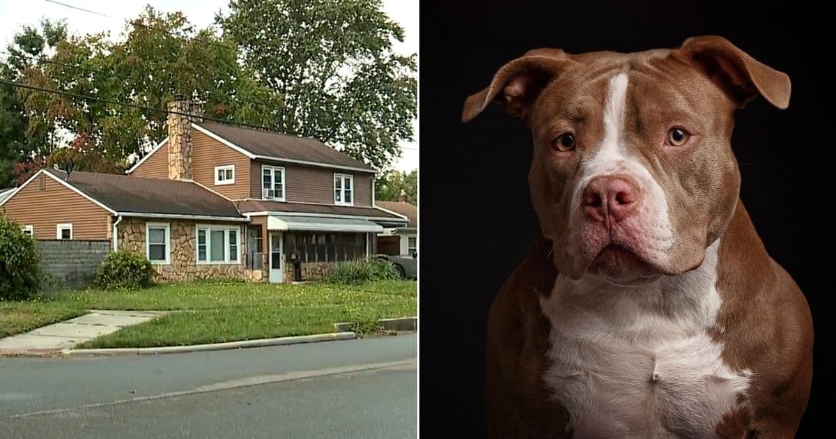 Dogs Maul 16-Month-Old in Shocking Attack, Community Devastated