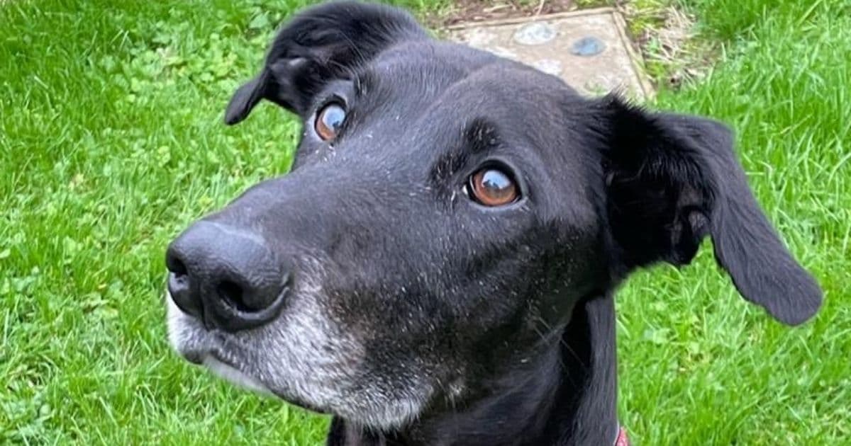 World's Most Loyal Dog Still Waiting to Be Adopted After Two Years: Pup's Tragic Background Revealed