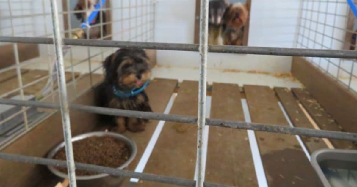 Over 500 Dogs Rescued from Breeder in Sickening Case