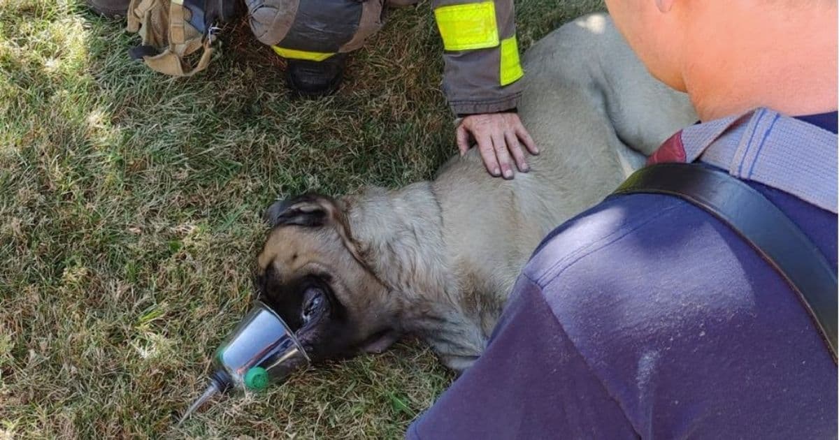 Firefighter Makes Stunning Decision After Dog Rescued from Burning Building, Gets New 'Best Friend'