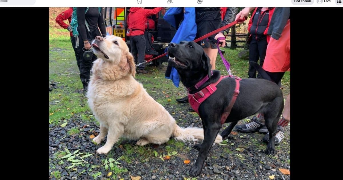 Canines Make Heroic Rescue After Dog Walker Has Seizure