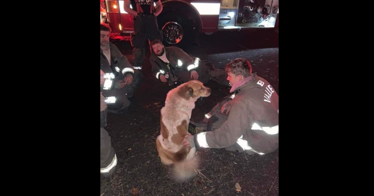 Family Grateful After Stray Dog They Took in Saves Them from Fire: 'He Knew Something Wasn’t Right'