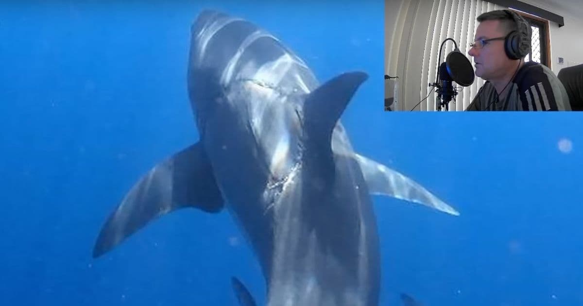 Photographs: Something Took a Huge Bite Into This Massive Great White Shark