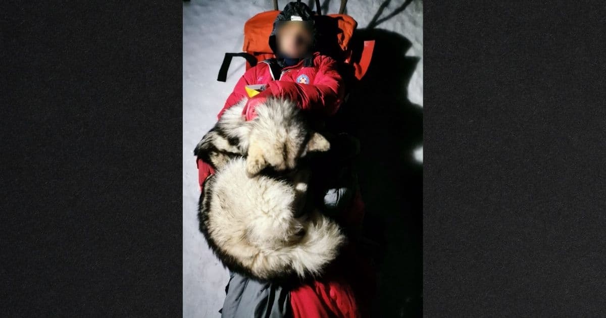 'A Real Miracle': Dog Saves Stranded Hiker After Fall Causes Serious Injury