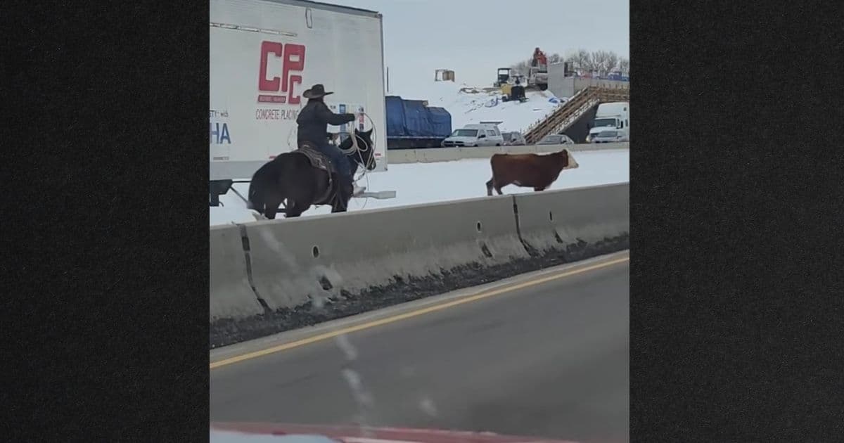 Watch: Cows Escape Pen, Get Rounded Up on Highway After Another Attempted Escape