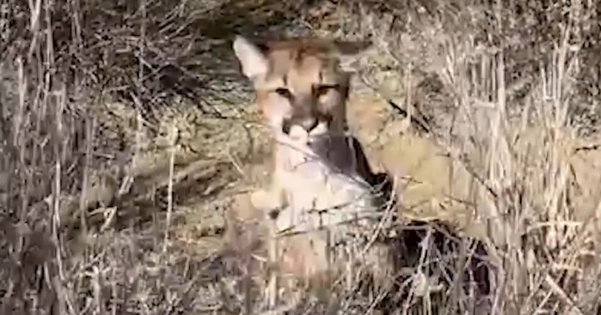 Man Charged by Mountain Lion while Hiking Scares Off Big Cat by Roaring: 'That Was My Last Hope'