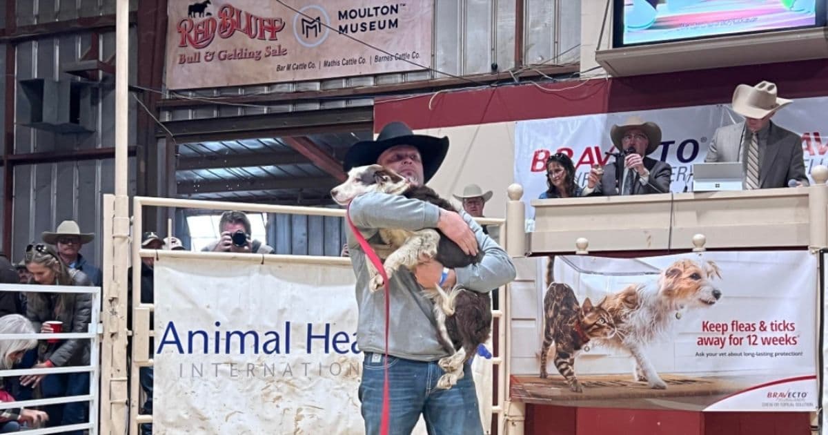 Man Breaks Own Record with Amazingly Trained Cattle Dog: ‘I Lost My Mind’