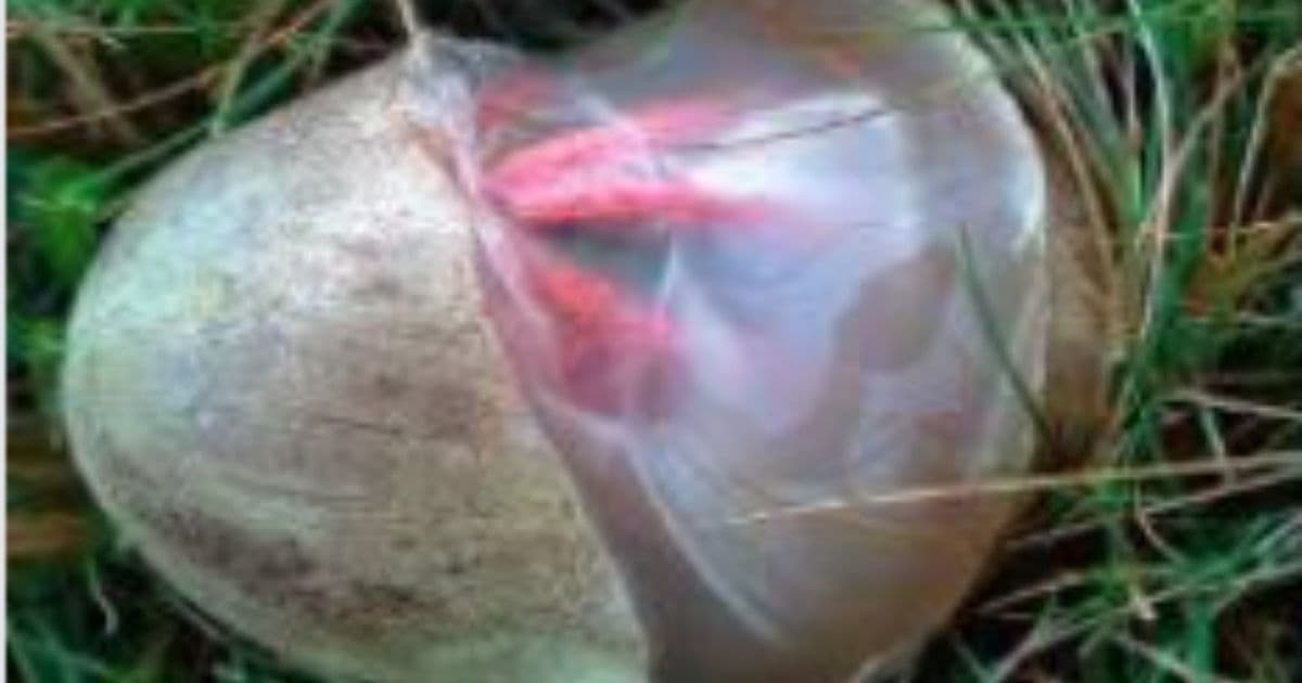 These 'Devil's Fingers' Sometimes Erupt Into People's Yard ā The Pictures Look Fake, But They're 100% Real