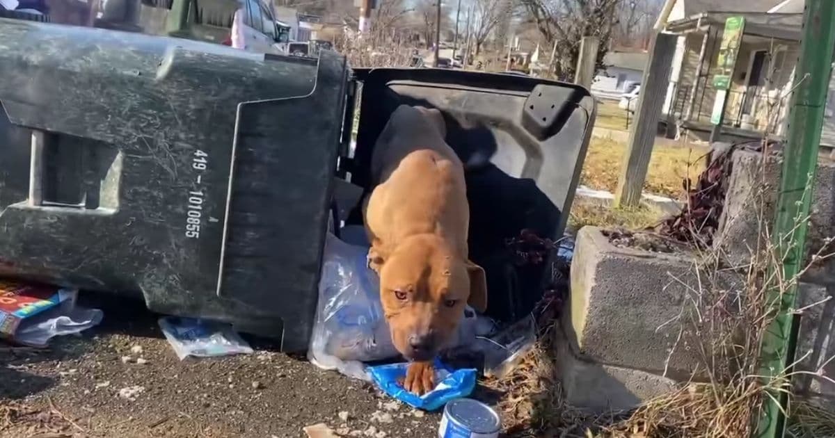 'From Trash to Treasure': Stray Dog Found in Trash Can Is Named 'Oscar' and Gets Special Photo Shoot