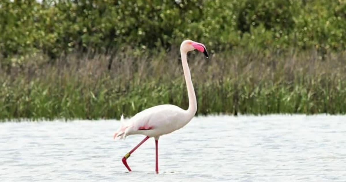 Escaped Kansas Zoo Animal That Went Missing 17 Years Ago on Stormy Night Shows Up on Texas Coast
