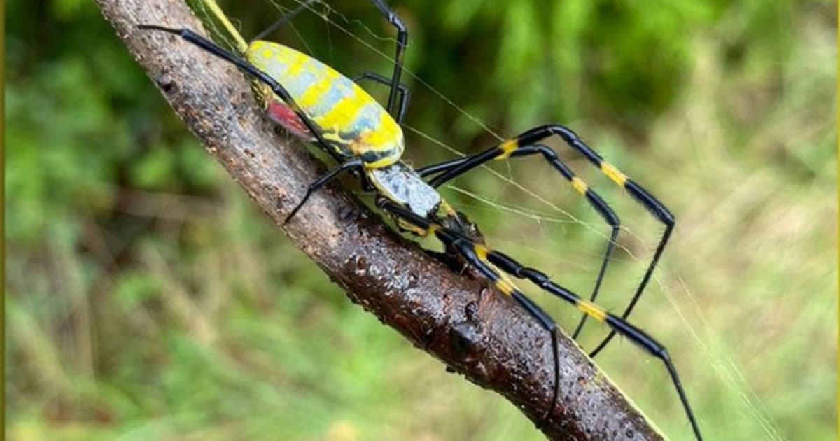 Invasive Spiders That Grow to Size of Child's Hand Expected to Parachute Down Into US This Spring