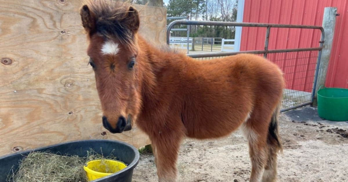 Baby Wild Horse Gets Amazing Rescue After Wandering Alone Without Family