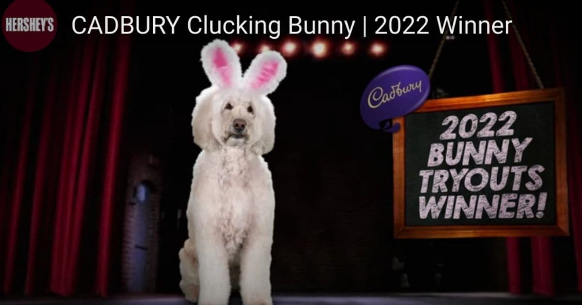 Meet This Year's 'Cadbury Bunny' Winner, a Therapy Dog from Ohio named Annie Rose