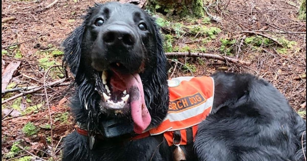 Puppy Born Not Breathing Is Now a Seattle K9 Up for Prestigious National Life-Saving Award