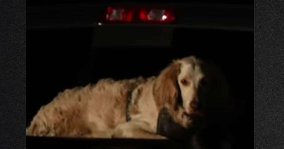 Man Missing for Two Weeks Found Dead in Griffith Park: His Loyal Dog, Emaciated, Never Left His Side