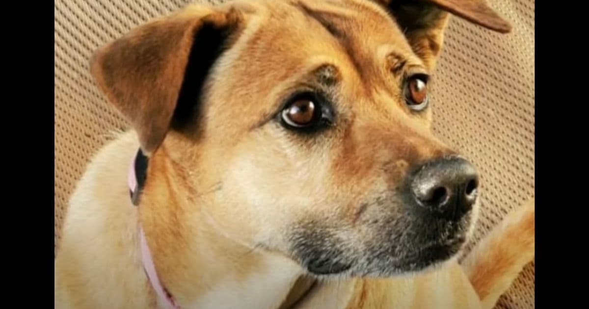 Mystery Man Shoots and Kills Army Combat Vet's Therapy Dog in What Appears to Be Random Act of Violence