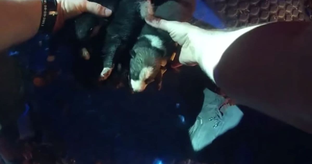 Police Responding to House Fire Pry Open Garage Door, Then Hear Puppies Whimpering Inside