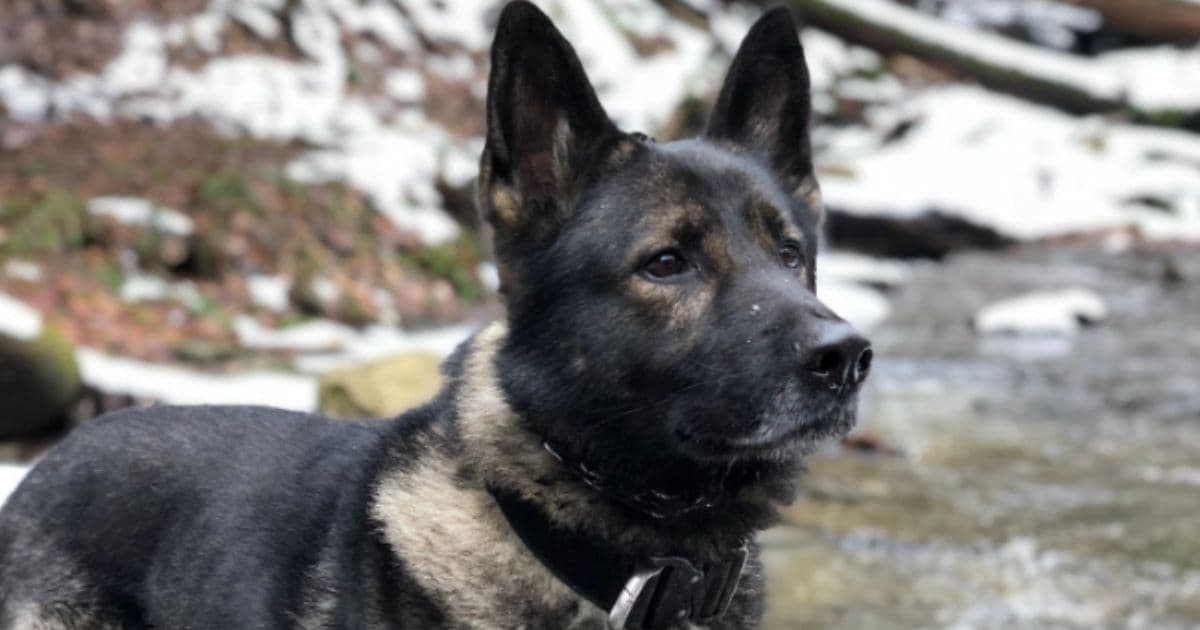 Deputy Asks for Help After Retired K9 Goes Missing: 'This Isnât How His Chapter Is Supposed to Close'