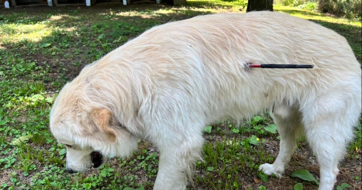 Disabled Veteran Heartbroken to Find Support Dog Shot with Arrow: 'He Was Hardly Breathing'
