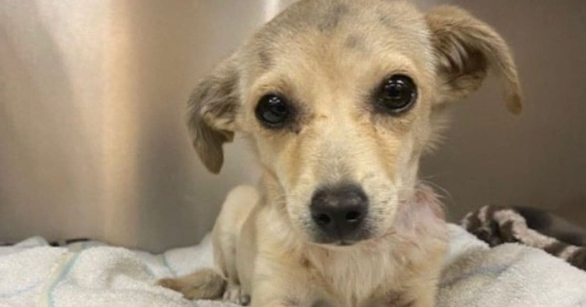 Chihuahua Puppy Survives Being Shot Through the Neck with an Arrow; Now She's Looking for a Home