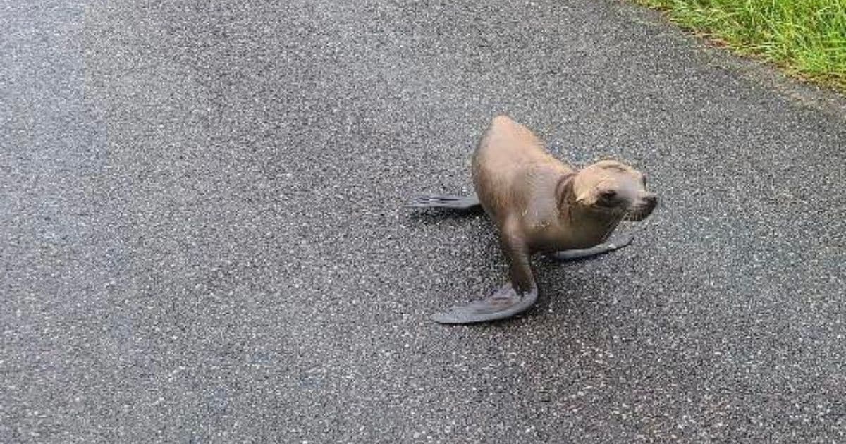 Lost, Malnourished Seal Pup Saved by Good Samaritan and Officer After Wandering Onto Road