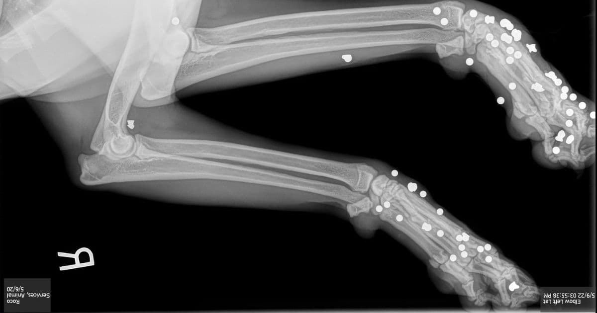 Woman Arrested for Aggravated Animal Cruelty Admits to Shooting Her Own Dogs with a BB Gun 173 Times