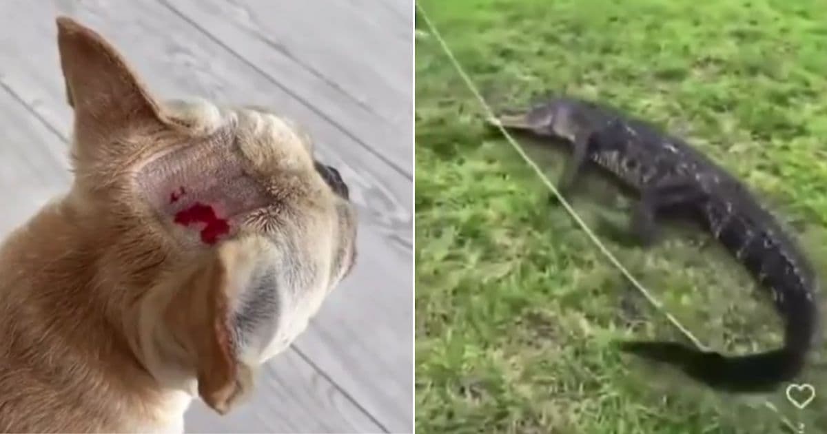 'It's Killing Her!': Young Mother Saves Pet in Alligator's Jaws by Screaming and Pulling Dog Free