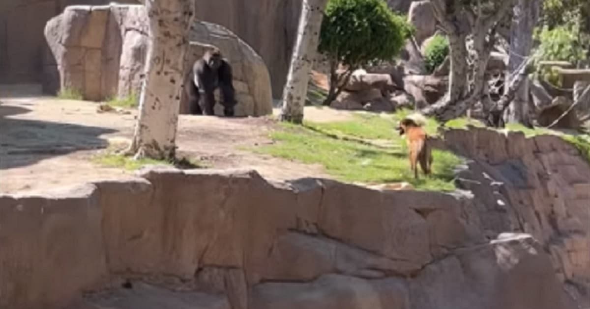 Zoo Guests Watch as Gorilla Chases Stray Dog That Got Into Exhibit: 'Run run run!'