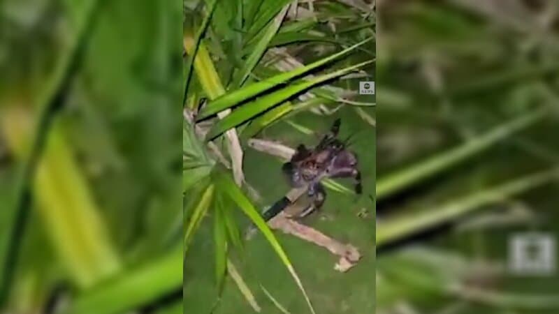 Camper Shares Video of Encounter With Knife-Carrying Crab