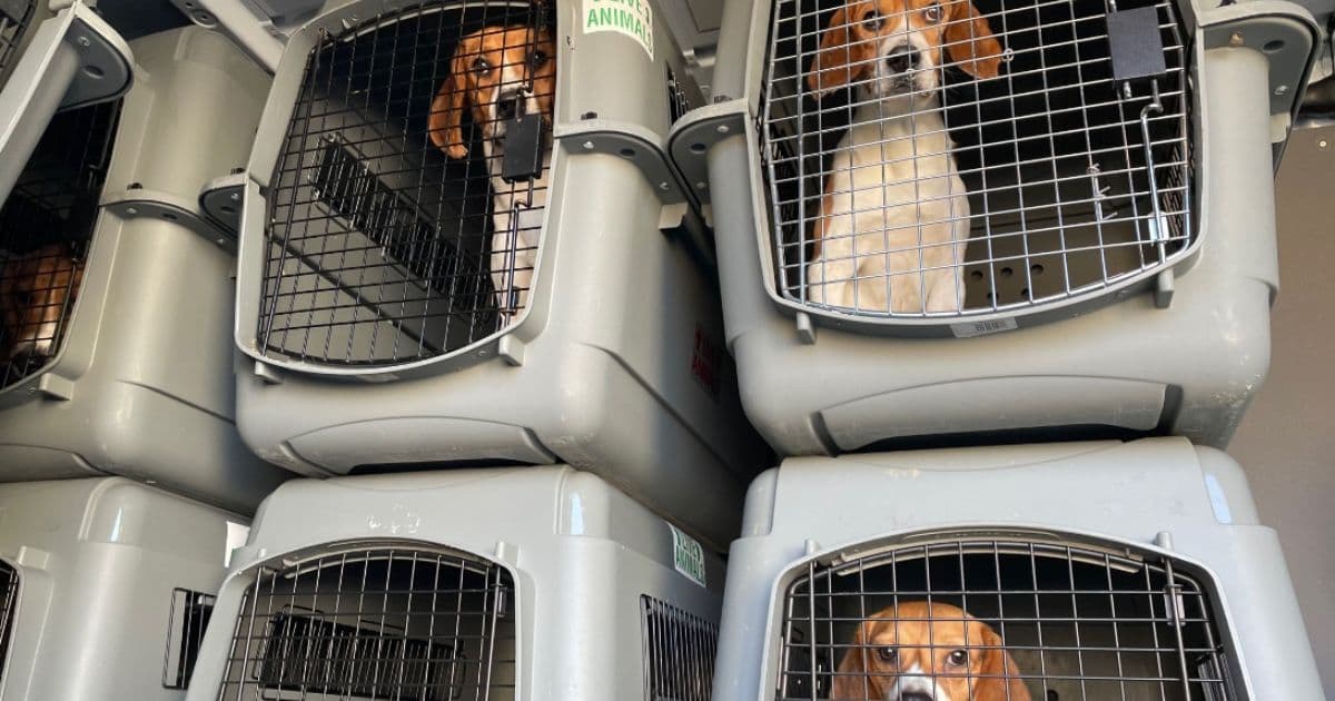4,000 Beagles in Desperate Need of Homes After Medical Breeding Facility Shuts Down Over 70 Violations