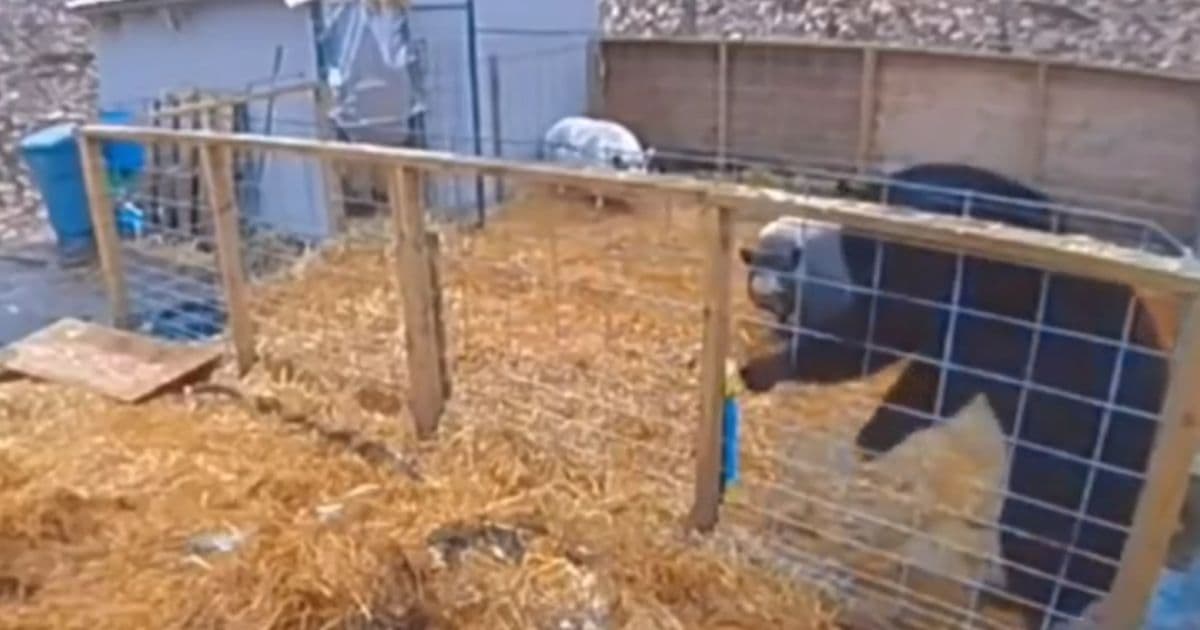 Bear Runs for the Hills After Trying to Take on 2 Pigs Having a Bad Day
