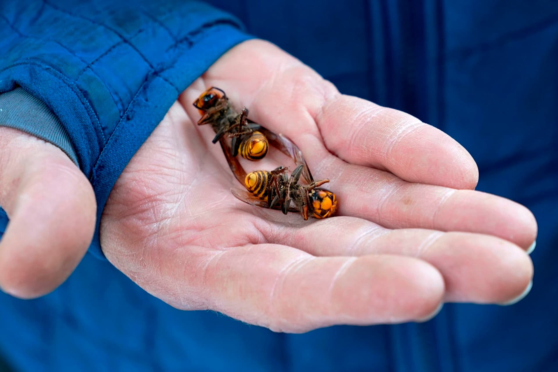 American Scientist Gets Name of ‘Asian Giant Hornet’ Changed to Avoid Anti-Asian Sentiment