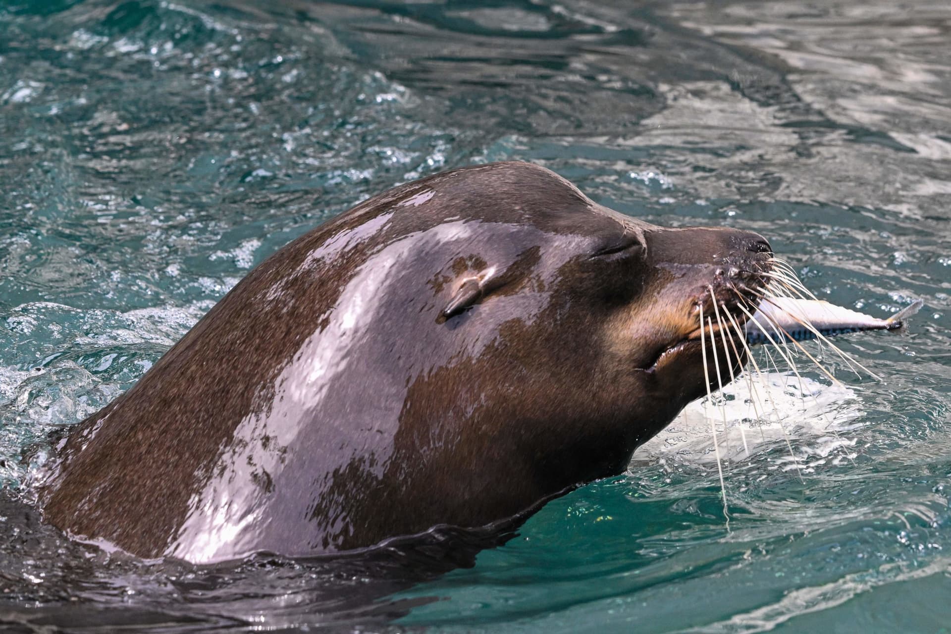 Video of Sea Lions Chasing After Beachgoers Goes Viral