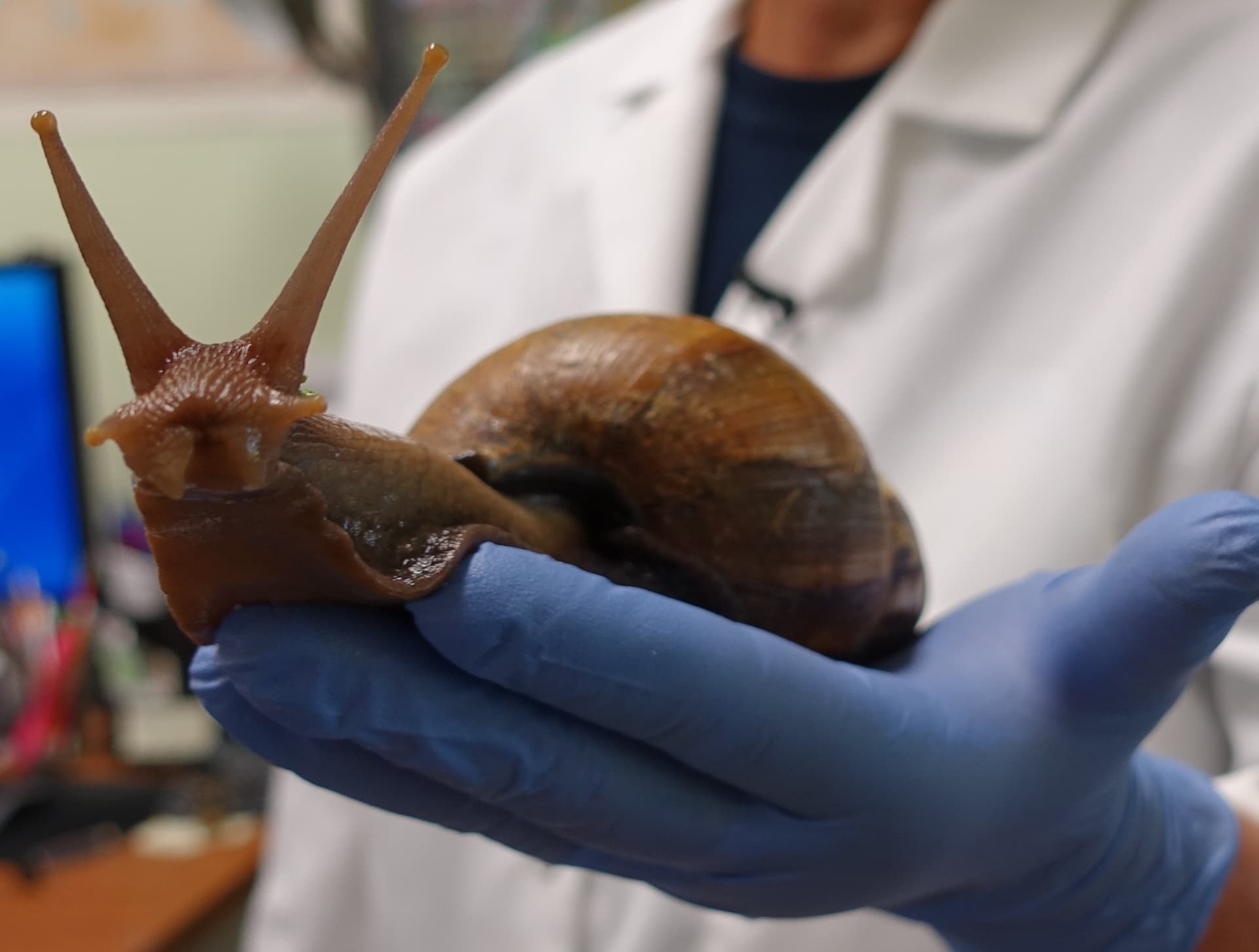 Invasion of Giant African Land Snails Leads to Town Quarantine
