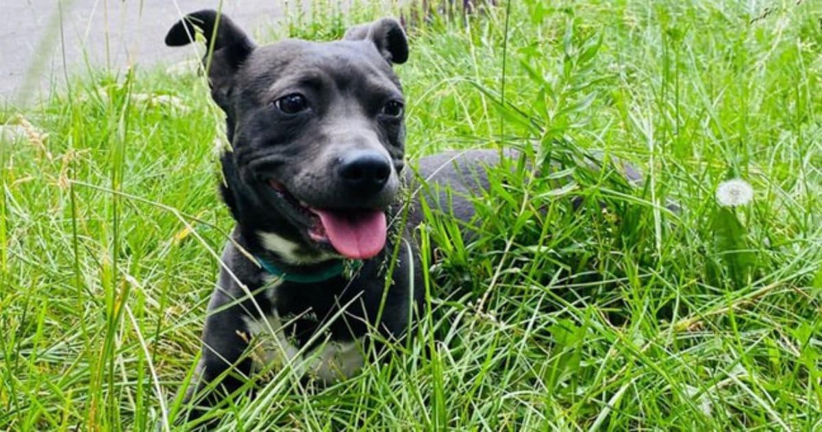 Hero Dog Named 'Lady' Dies Protecting Children from Mountain Lion Attack