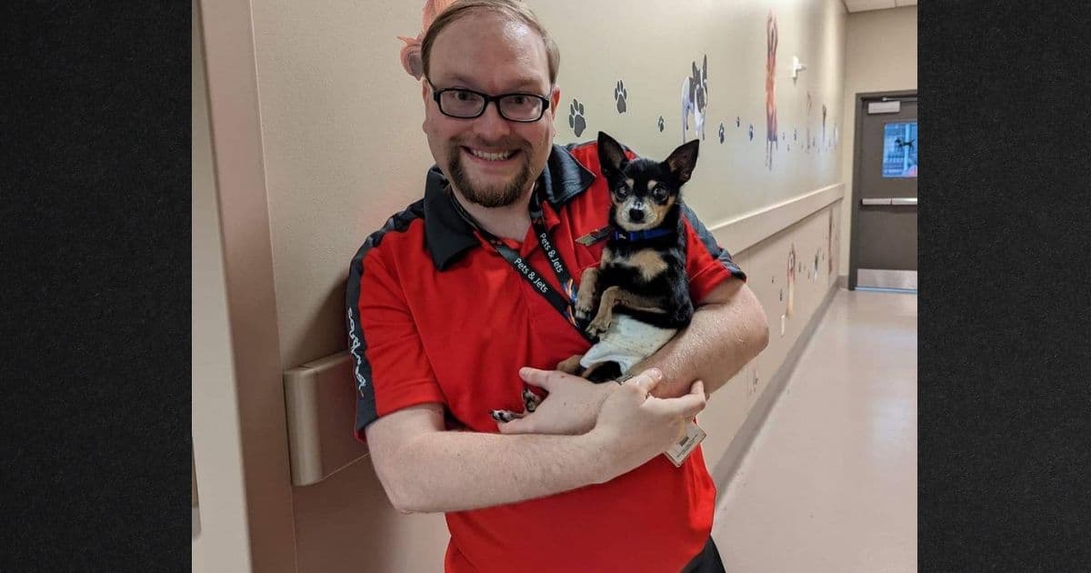 Old Abandoned Dog Gets Trip of a Lifetime after Southwest Employee Volunteers to Fly Him to New Home