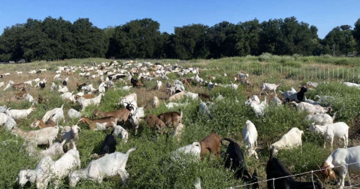 City Threatened with Destruction by Wildfire Calls a Farmer