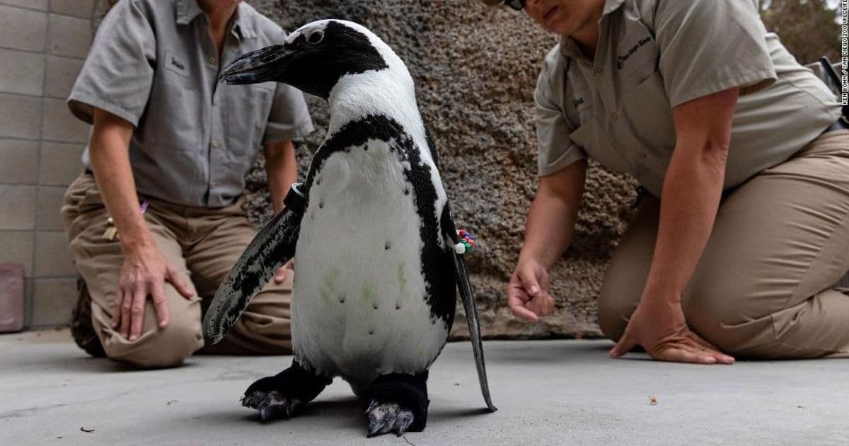 Happy Feet: Watch as Disabled and Isolated Penguin Gets New Lease on Life