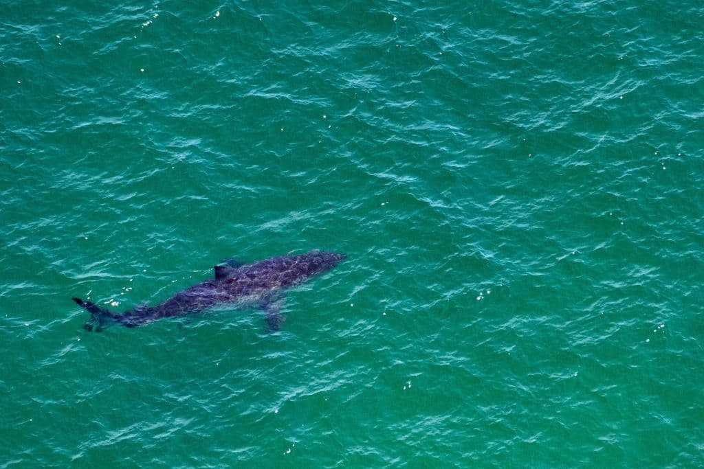 Officials Reveal Details in Gruesome Shark Attack in Hawaii: ‘Something Red Around the Shark’s Gills’