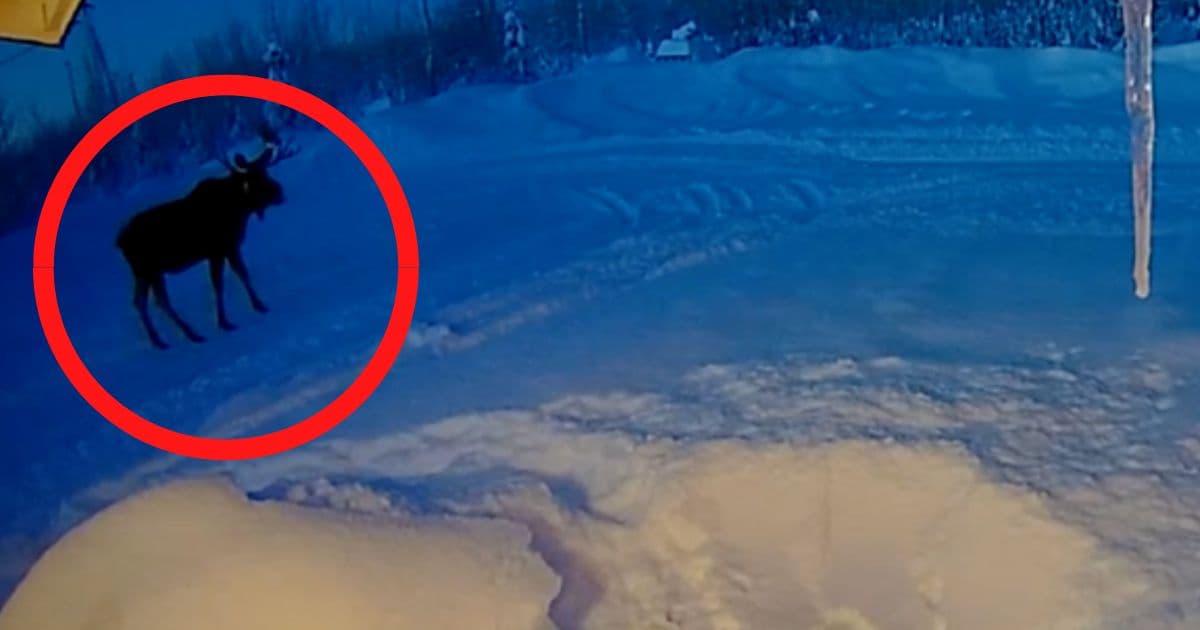 18 Million Views: āOne-in-a-Million Occurrenceā Caught on Camera in Alaska ā āDude, Youāve Got to Watch it for Yourself!ā