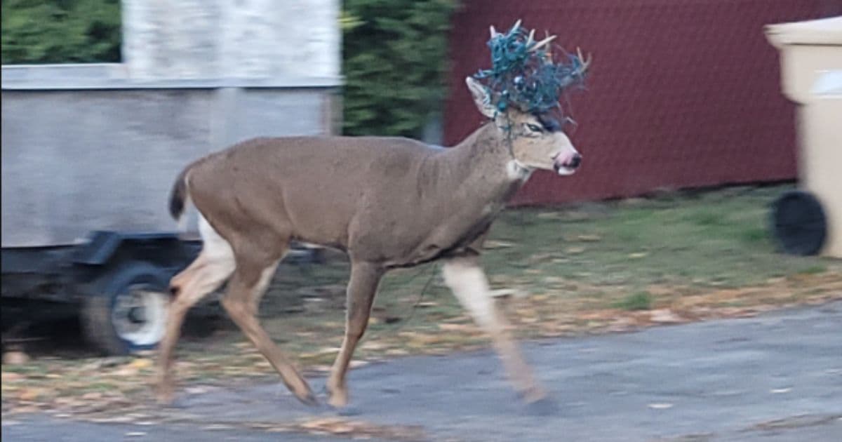 Department of Fish and Wildlife Officers See Green Tangle in Buckās Antlers, Know They Need to Dart Him