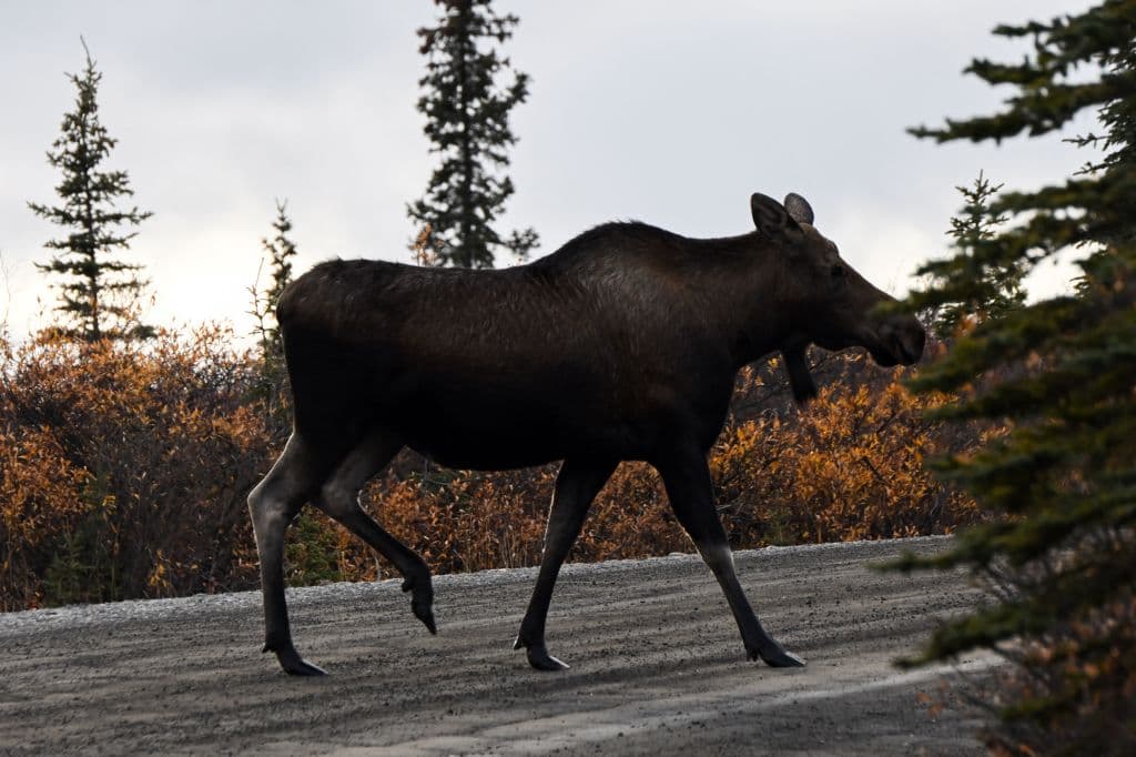 Alaska Man Sees Struggling Moose in Water, Immediately Jumps Into Action and Pulls It from Lake