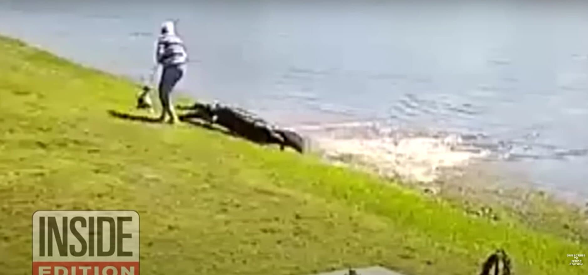 Moment Before 85-Year-Old Woman Is Attacked by Alligator Caught on Camera