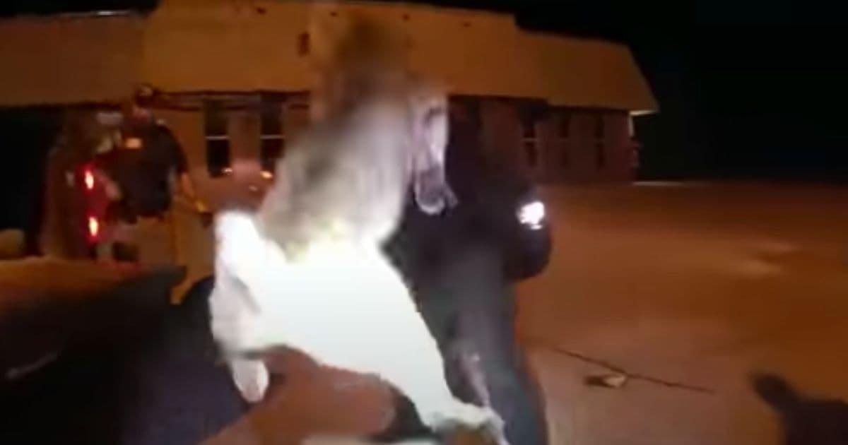 Exact Moment Furious Bobcat Leapt at Officers Caught on Body Cam During Intense Rescue