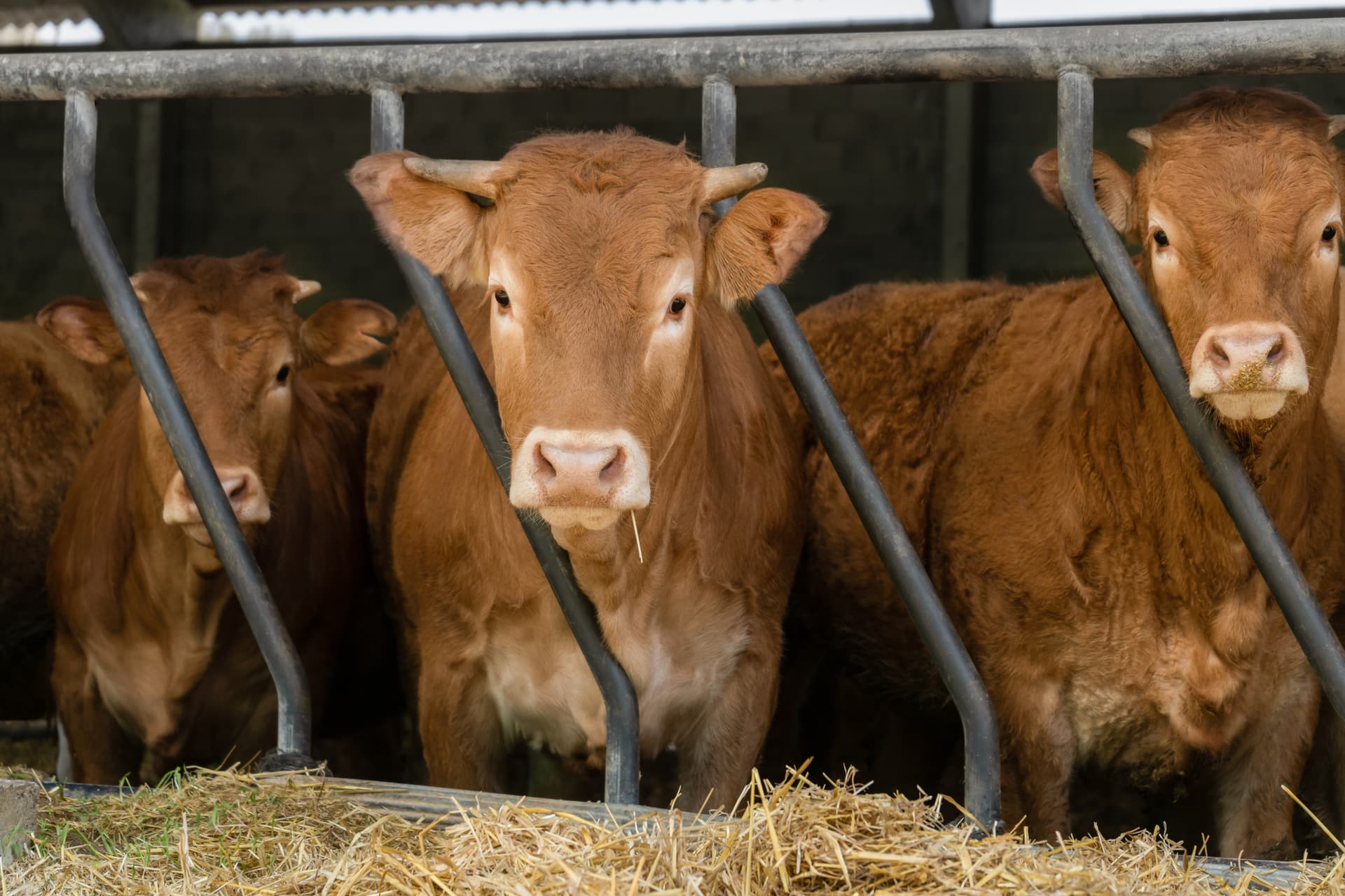 Practical Heat Stress Abatement Strategies for Dairy Cows