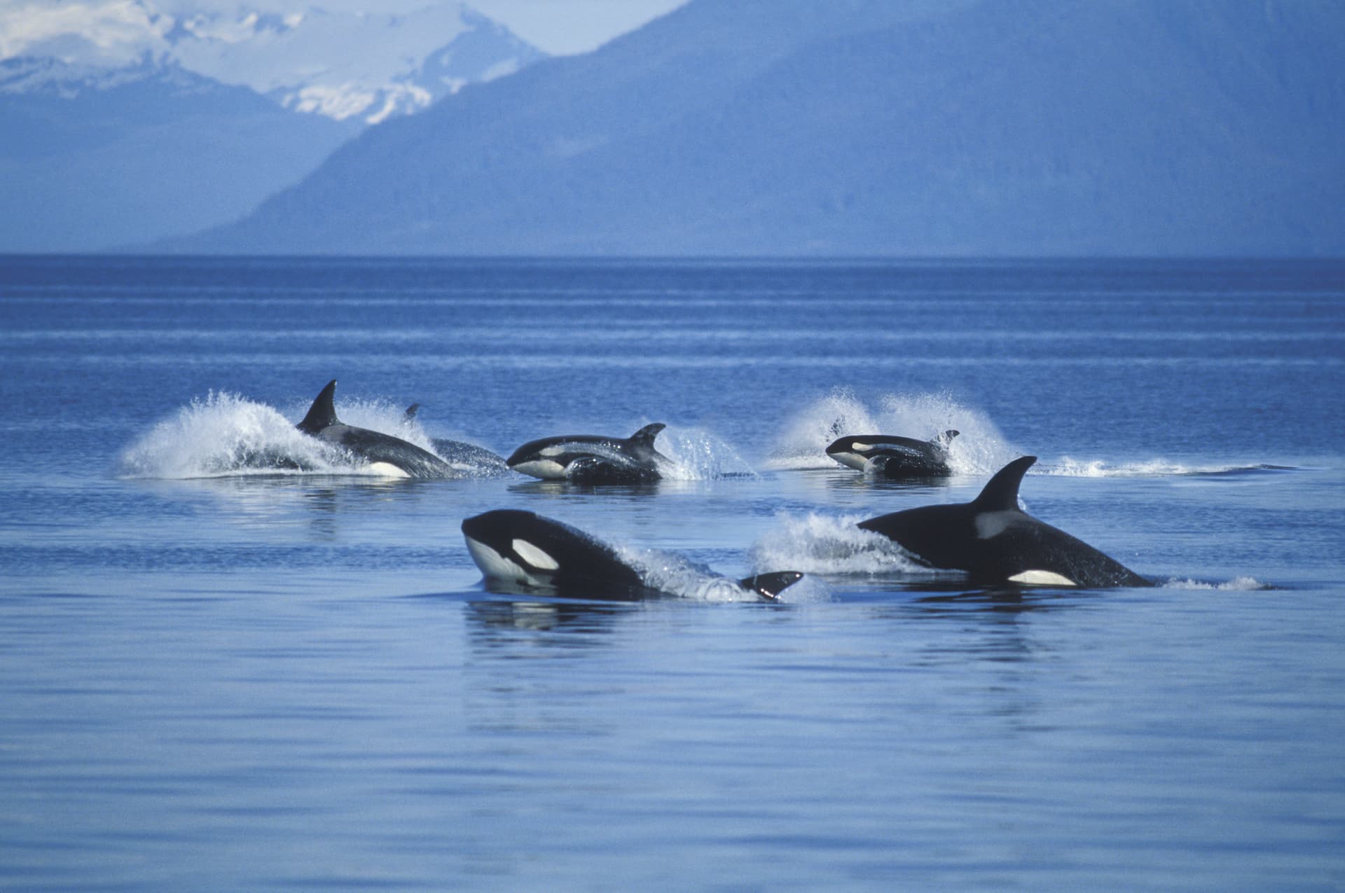 Killer Whales Begin Attacking Boats – What Happens After Is Completely Terrifying